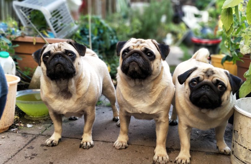 Are CBDs Good for My Pet?