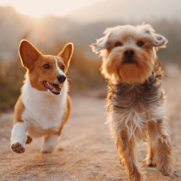 5 Dog Health Apps Every Pet Parent Should Know
