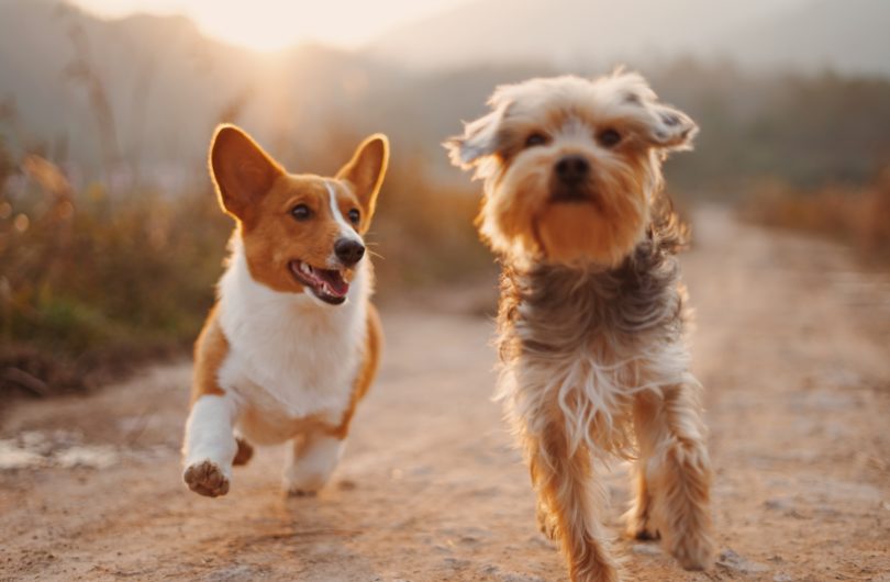 5 Dog Health Apps Every Pet Parent Should Know