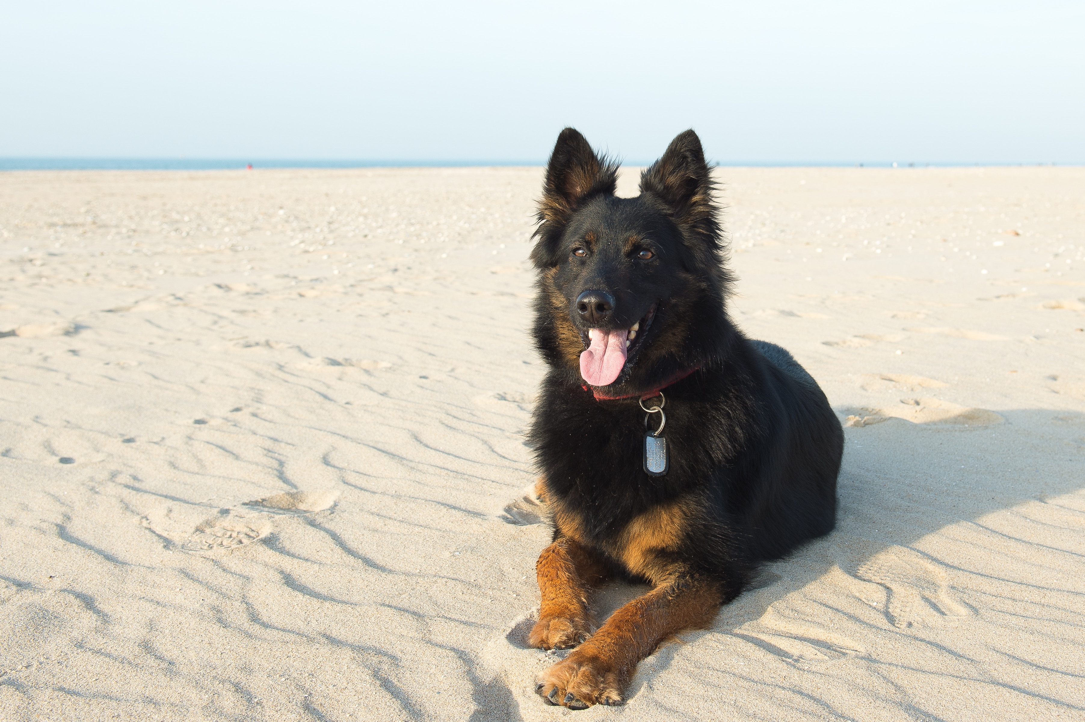 Are CBDs Good for My Pet?