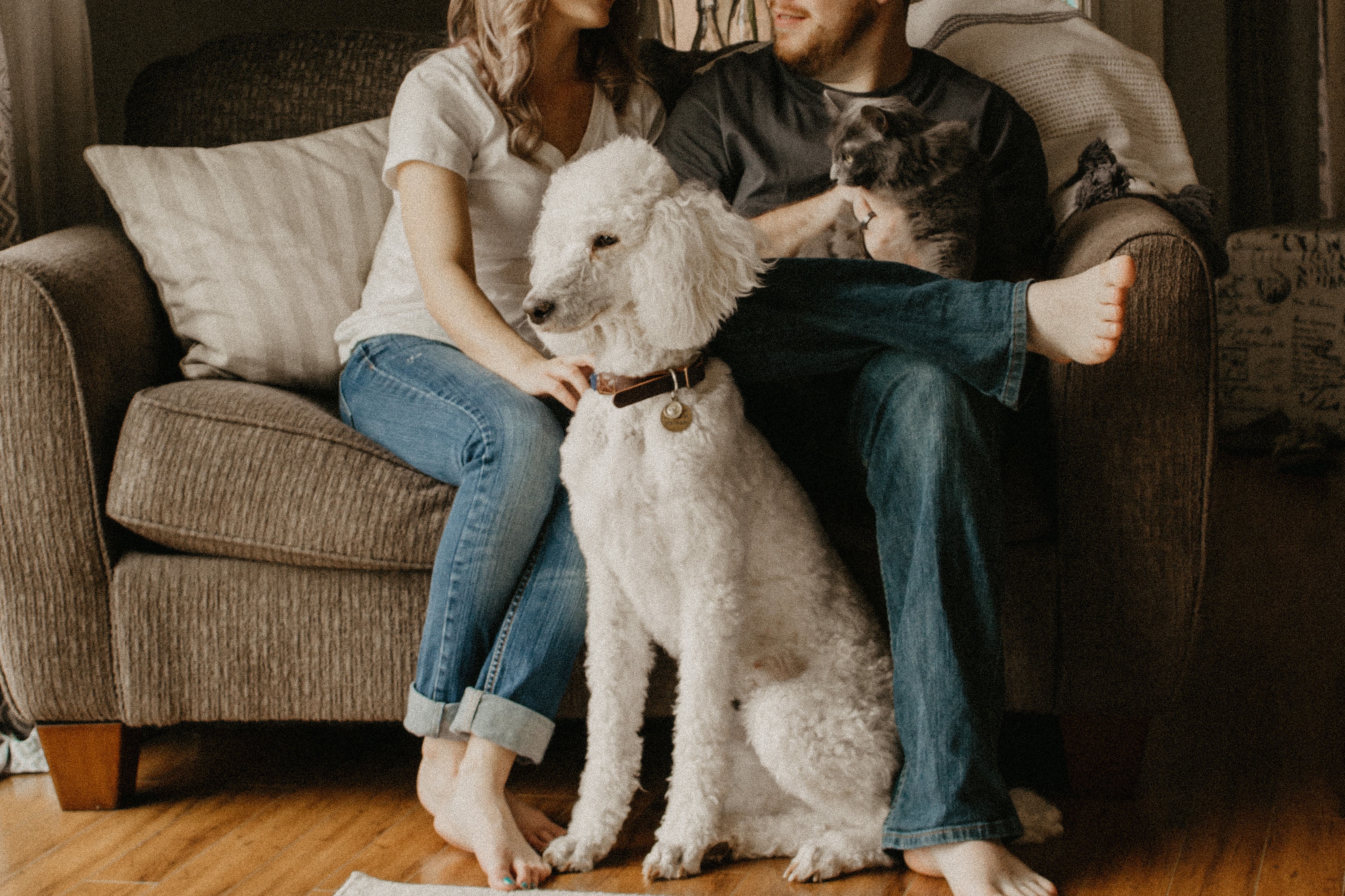 Are CBDs Good for My Pet?